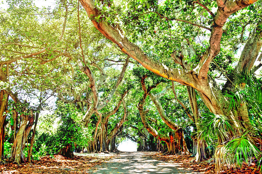 Banyan Trees Photograph by Alison Horton - Fine Art America