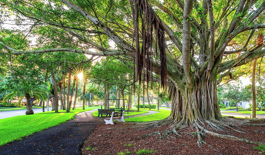 Banyan Trees along Venice Avenue  Photograph by Rudy Wilms