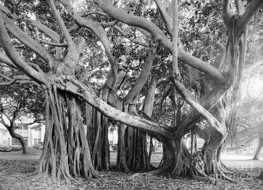 Banyan Trees, Heritage Park, Venice, Florida Photograph by Liesl Walsh