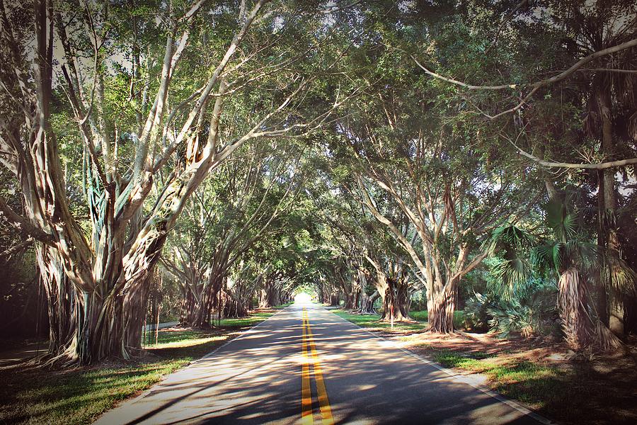 Banyan Trees in Florida Photograph by Slawek Aniol - Fine Art America