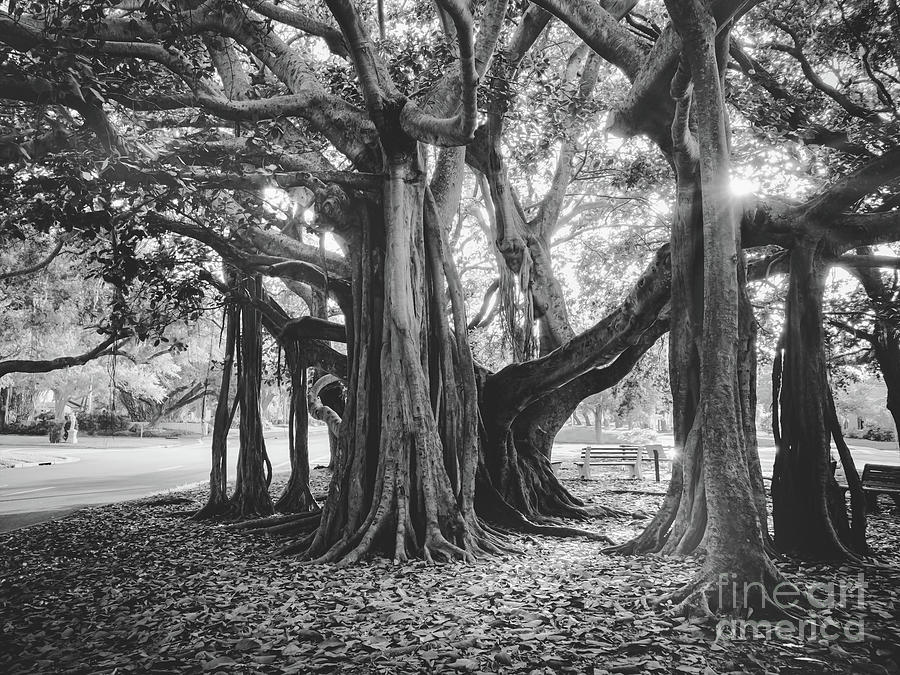 Banyan Trees in Heritage Park, Venice, Florida at Golden Hour BW Photograph by Liesl Walsh