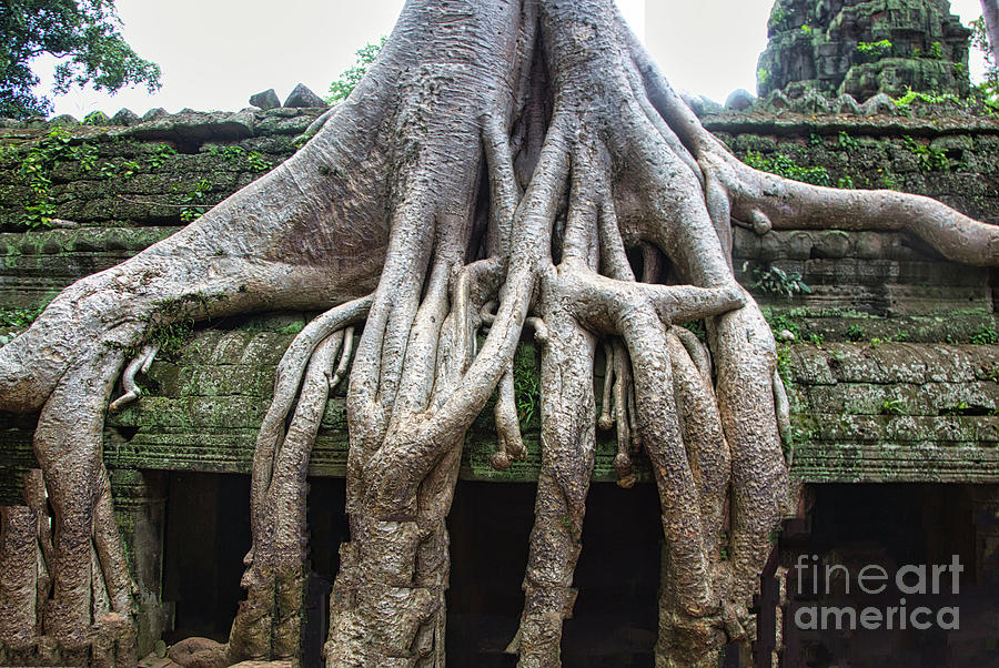 Banyan Trees Roots Ta Prohm Tempe Cambodia  Photograph by Chuck Kuhn