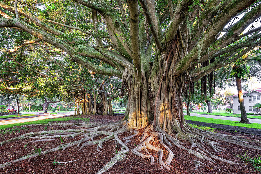 Banyan Trees Venice Avenue. Photograph by Rudy Wilms