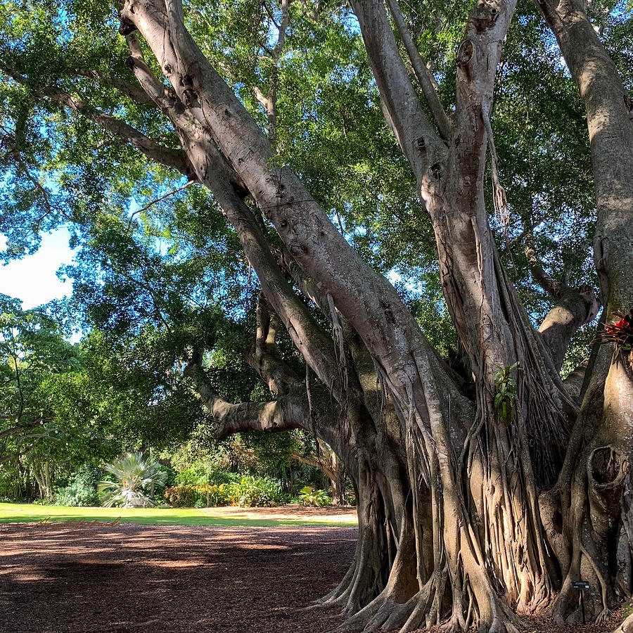 Banyon Tree at Marie Selby Gardens Photograph by Gary F Richards - Fine ...