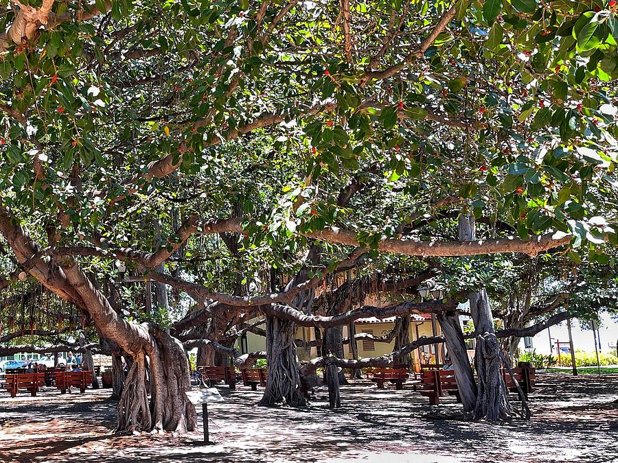 Banyan Tree Photograph by Beverly Read