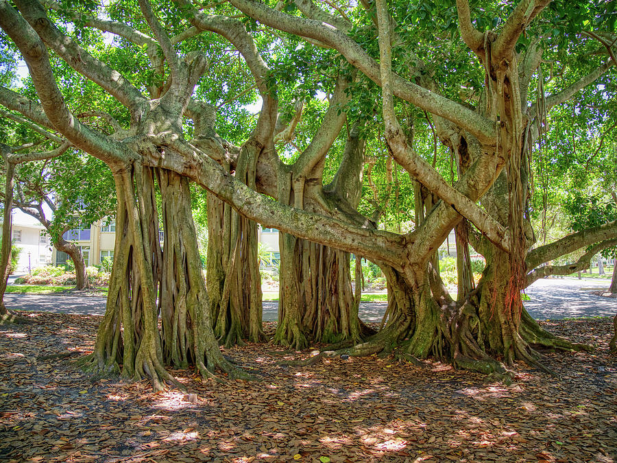 Banyon Tree, Venice Fl Usa Photograph
