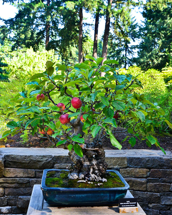 Bonsai Apple Tree, Portland Japanese Garden Photograph by Alex Vishnevsky