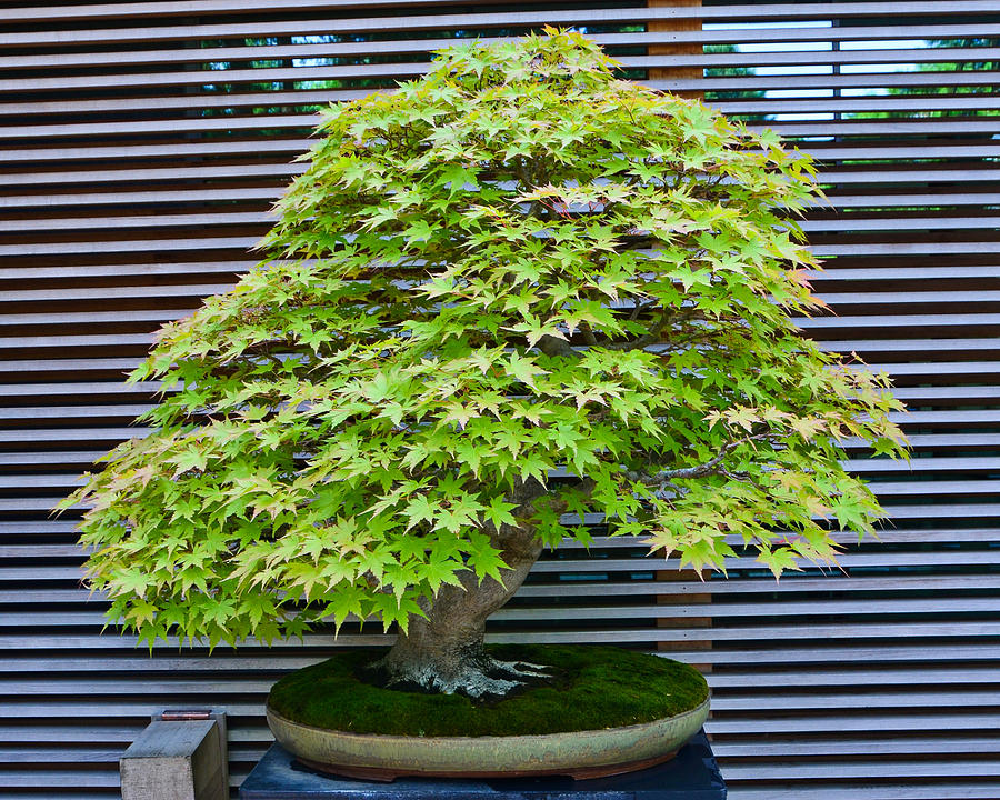Bonsai Maple, Portland Japanese Garden Photograph by Alex Vishnevsky