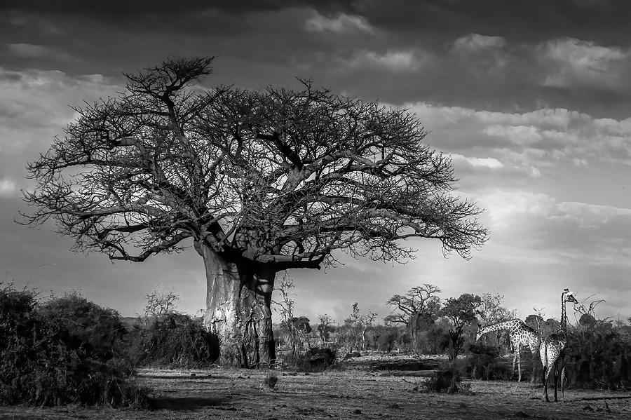 Baobab in Black and White Photograph by MaryJane Sesto