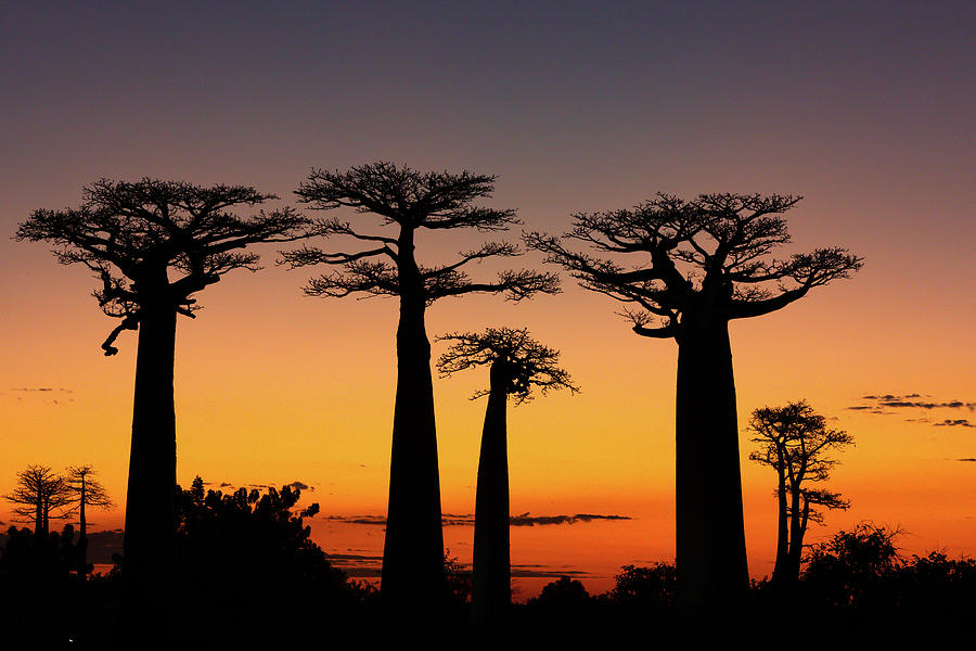 Sunset Photograph - Baobab Silhouettes by Kim Paffen - Travel and Wildlife Photography