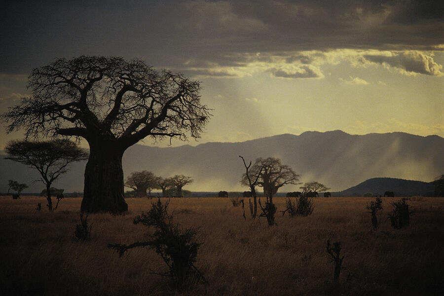 Baobab tree , Tarangire National Park , Tanzania Photograph by Comstock