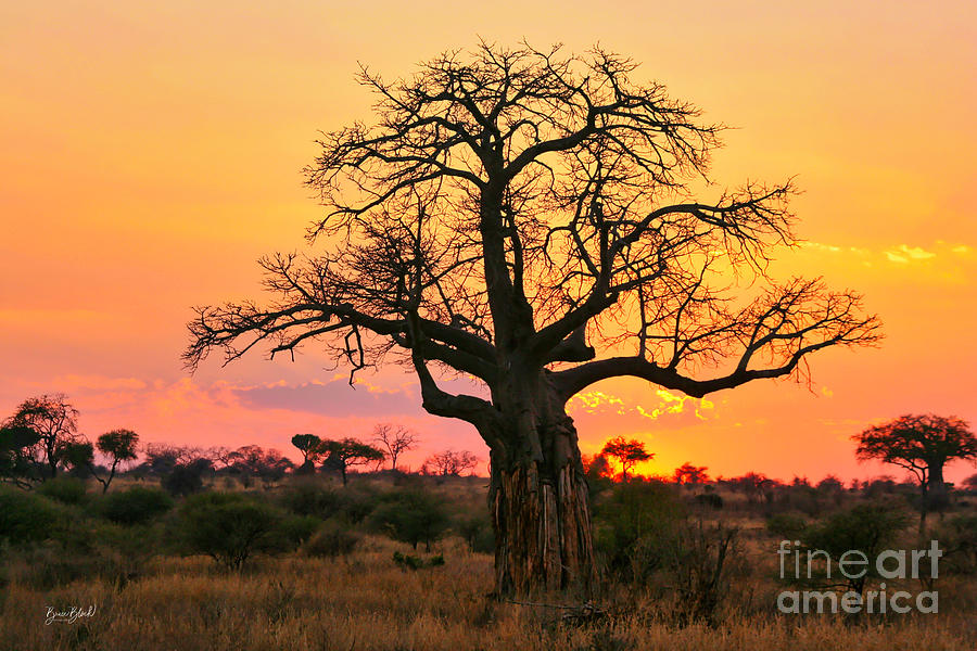 Baobab tree at sunset  Photograph by Bruce Block