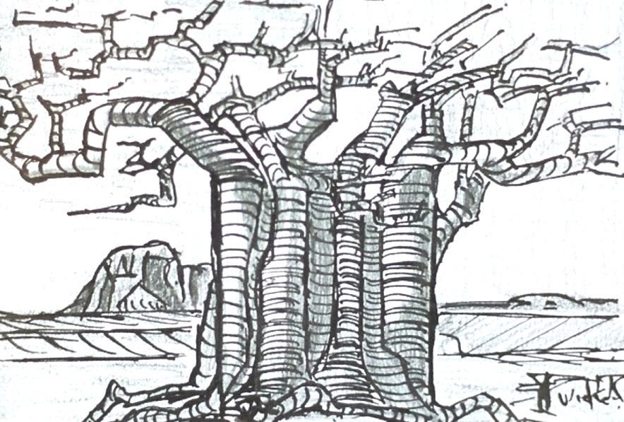 Baobab Tree Drawing by Gert Van Niekerk Fine Art America