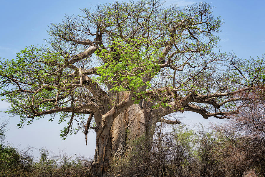 Baobab Tree In Mahango Game Reserve Photograph by Belinda Greb