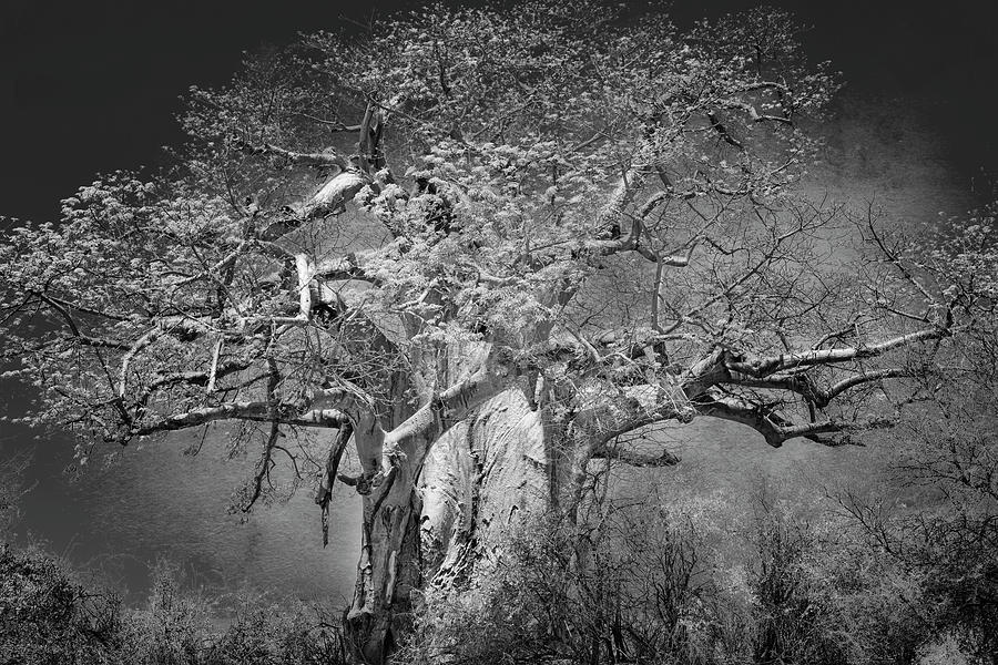 Baobab Tree In Mahango Game Reserve, bw Photograph by Belinda Greb