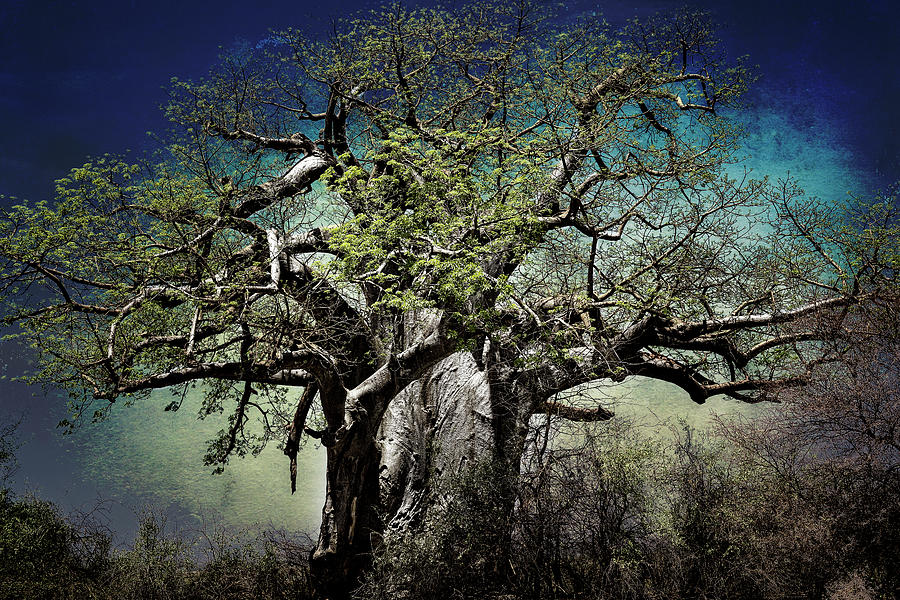 Baobab Tree In Mahango Game Reserve, Surreal Photograph by Belinda Greb