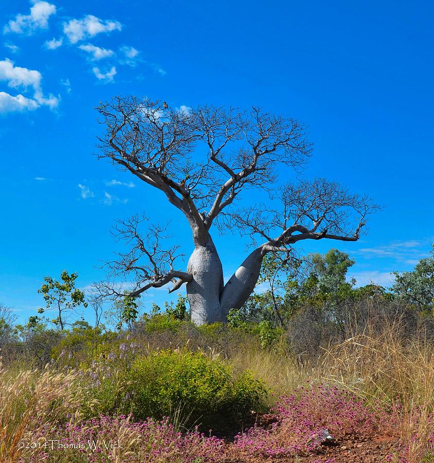 Baobab Tree Kimberlyaustralia Photograph By Thomas Vick Fine Art