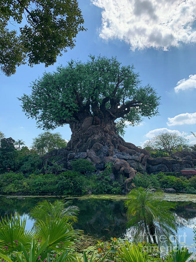 Baobab Tree - Orlando Florida Photograph by Dale Powell
