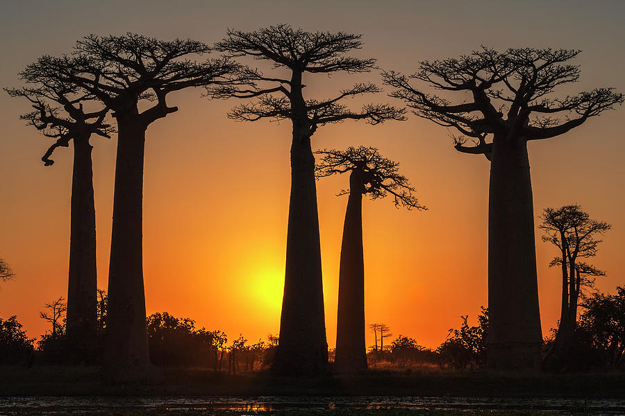 Baobab trees Photograph by Gabrielle Therin-Weise | Fine Art America