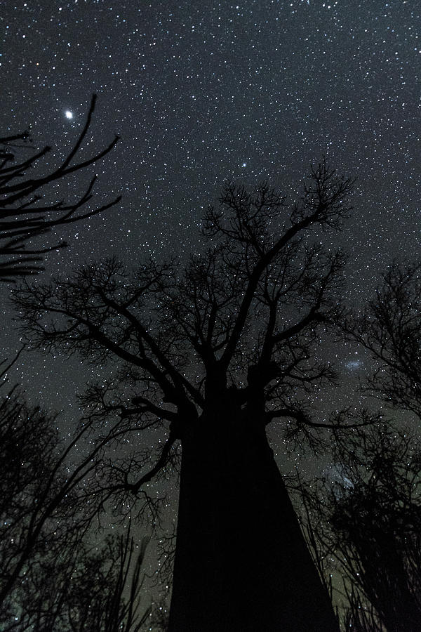 Baobab under the Stars Photograph by Alex Lapidus
