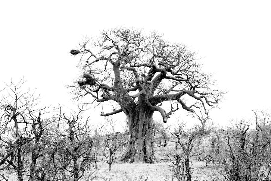 Baobab View Photograph by Mia Badenhorst