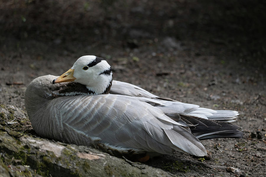 Goose Photograph - Bar-headed Goose Sits In Restful Position by Artur Bogacki