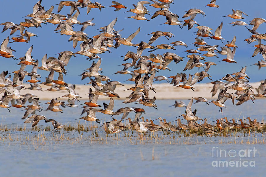 Bar-Tailed Godwit Flock in Flight Photograph by Arterra Picture Library