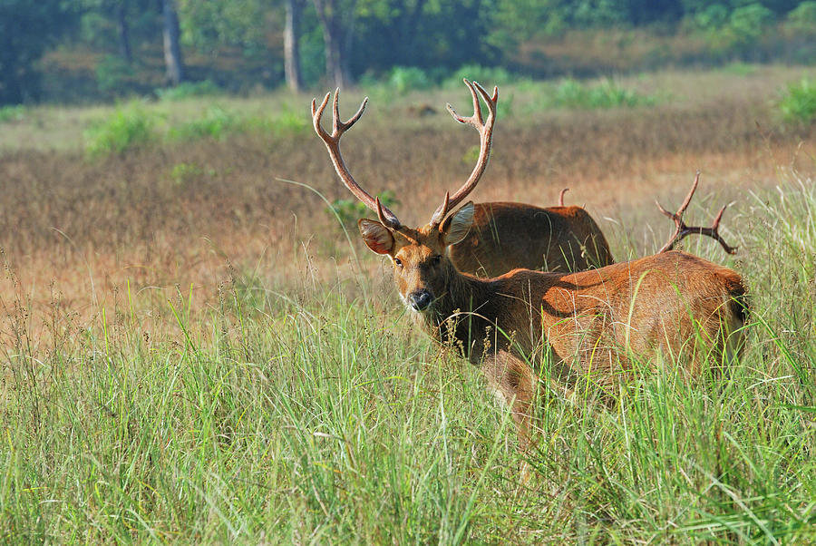 Barasingha Photograph by Koushik Bhattacharjee - Fine Art America