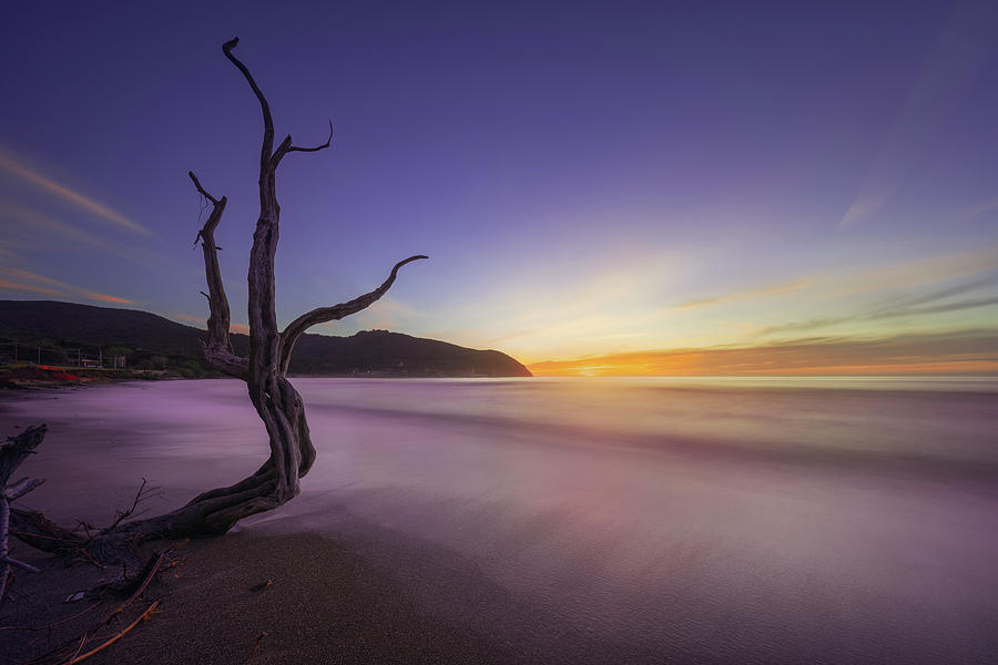 Baratti beach and old tree trunk at sunset. Photograph by Stefano Orazzini
