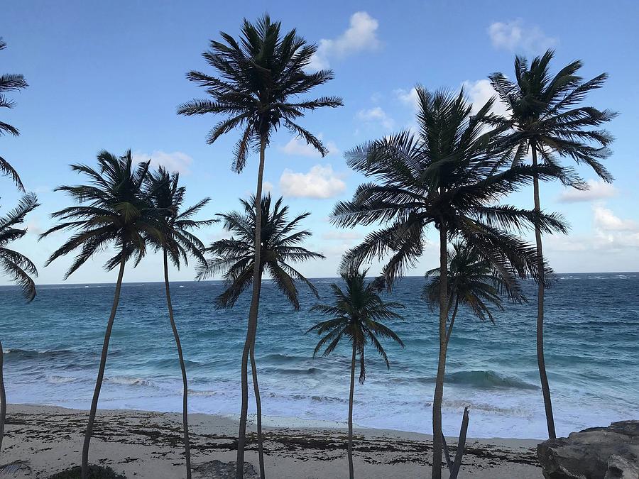 Barbados Beach with Tall Palm Trees  Photograph by Adam Shaw