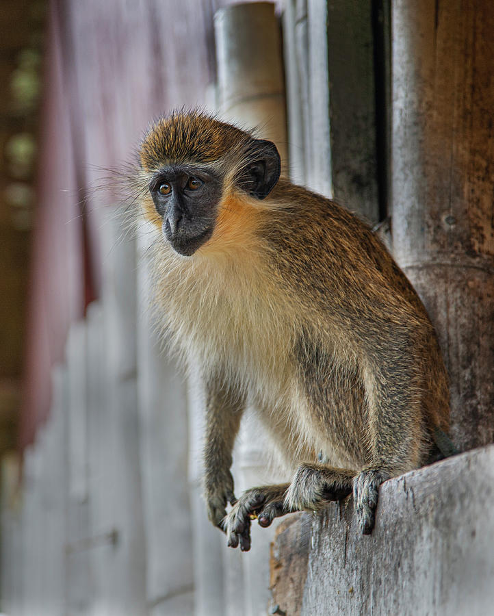 Barbados Green Monkey Photograph by Matthew Bamberg