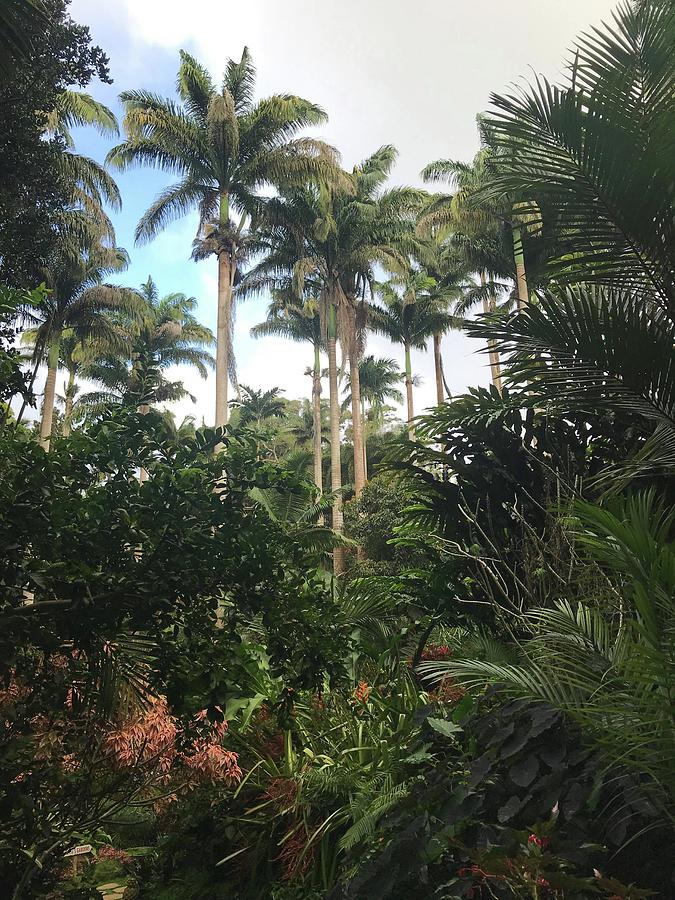 Barbados Jungle Palm Trees Photograph by Adam Shaw
