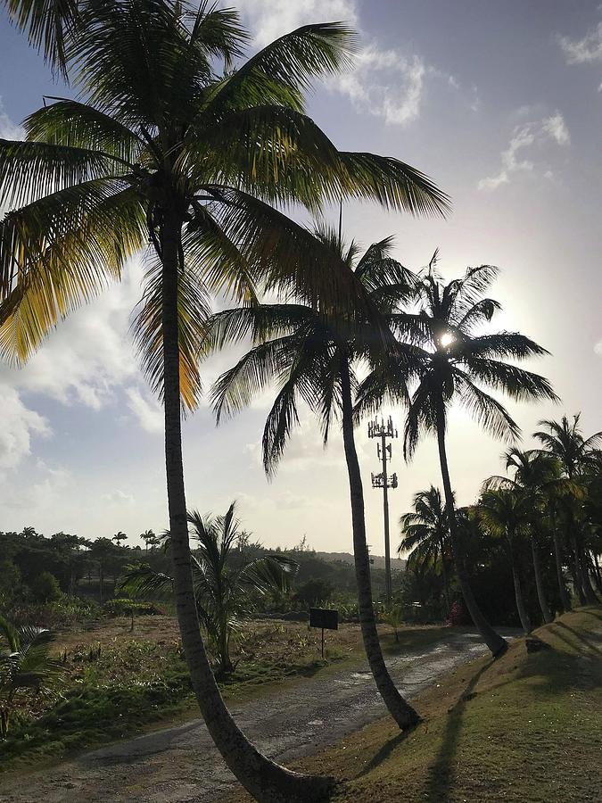 Barbados Palm Tree Row Road  Photograph by Adam Shaw