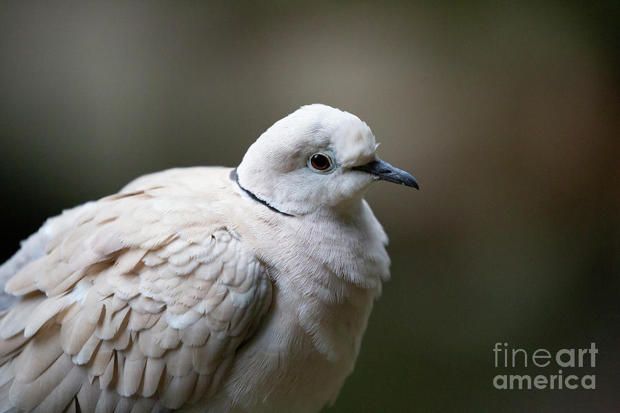 Barbary Dove Portrait Photograph by Eva Lechner