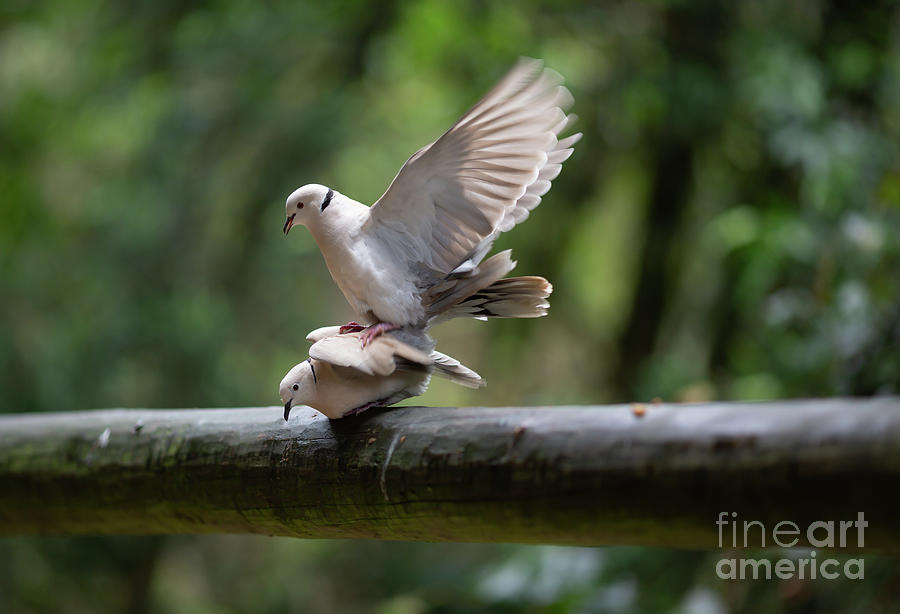 Barbary Doves Mating Photograph by Eva Lechner