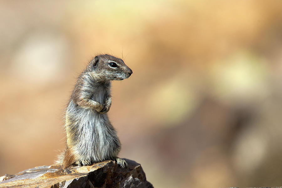 Barbary Ground Squirrel, Atlantoxerus getulus, Canary Islands, Spain Photograph by Tony Mills