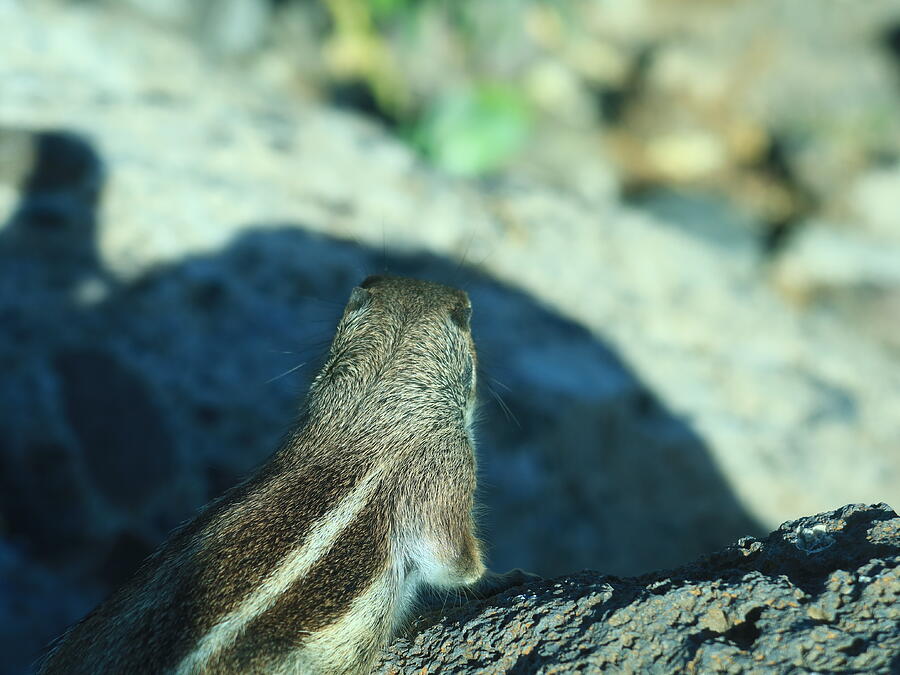 Barbary Ground Squirrel Seeing Its Own Reflection Photograph by Kathrin Poersch