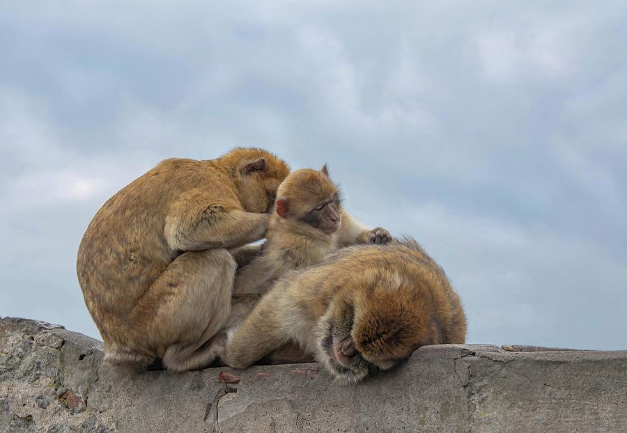 Barbary Macaque Apes Photograph by Rebecca Herranen