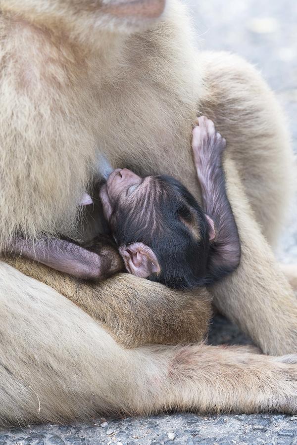 Barbary Macaque Baby Photograph by Elizabeth W. Kearley