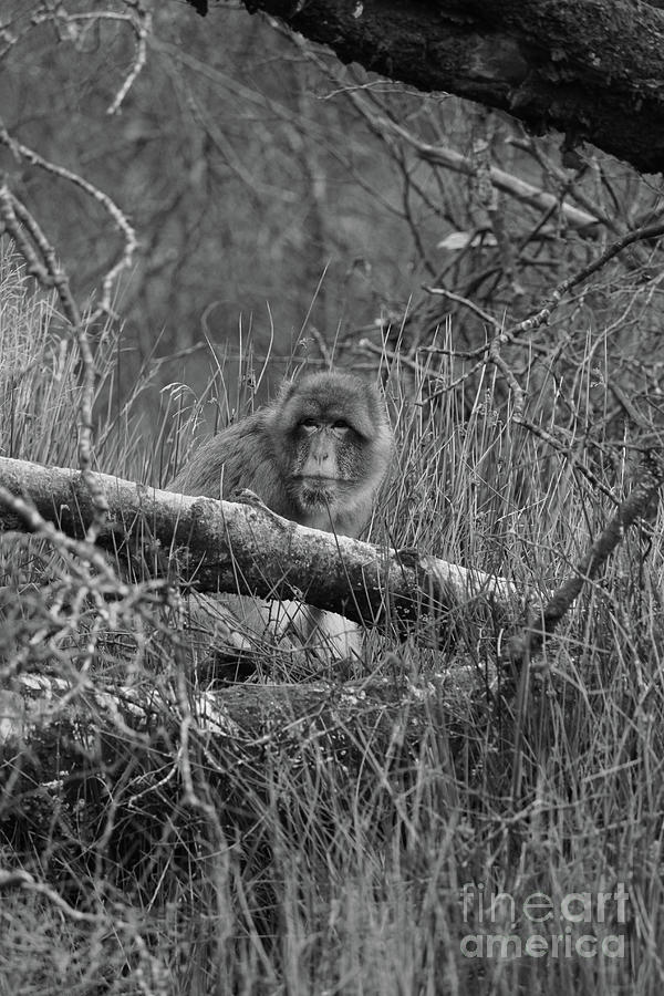 Barbary Macaque bw Photograph by Eddie Barron