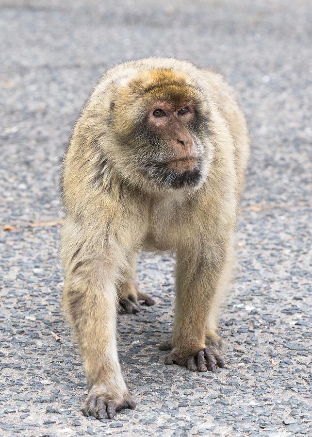 Barbary Macaque Photograph by Elizabeth W. Kearley