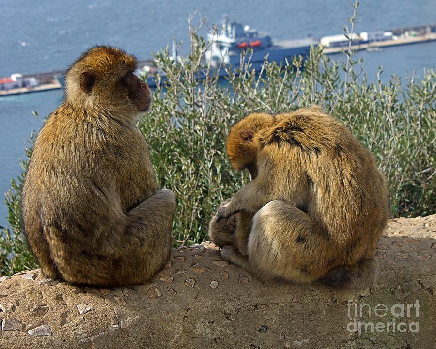 Barbary macaque Family Photograph by Yvonne M Smith