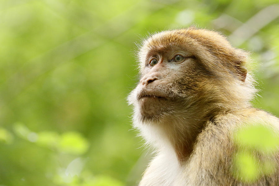 Barbary macaque in a tree Photograph by Christophe Lehenaff