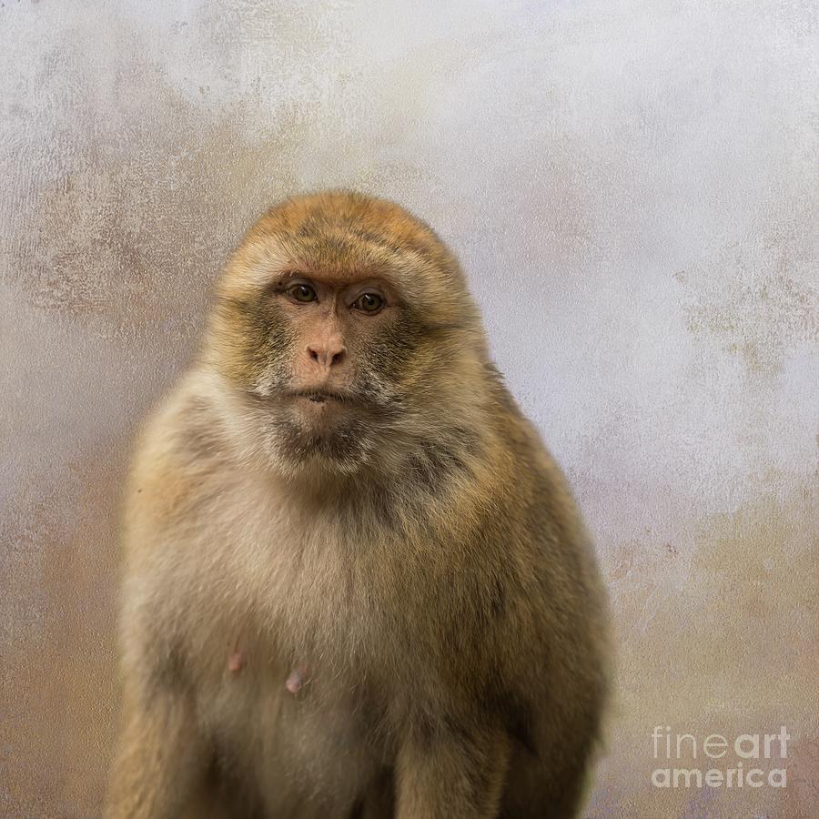 Wildlife Photograph - Barbary Macaque Portrait by Eva Lechner
