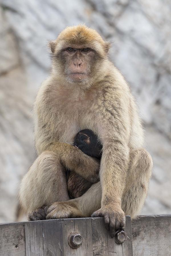 Barbary Macaque with Baby Photograph by Elizabeth W. Kearley