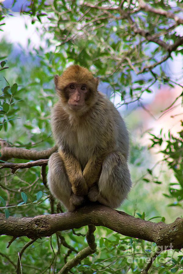 Barbary macaque Photograph by Yvonne M Smith