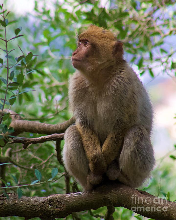 Barbary macaque2 Photograph by Yvonne M Smith