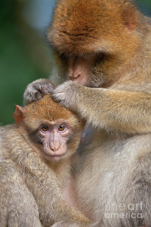 Barbary Macaques Grooming Photograph by Heike Odermatt