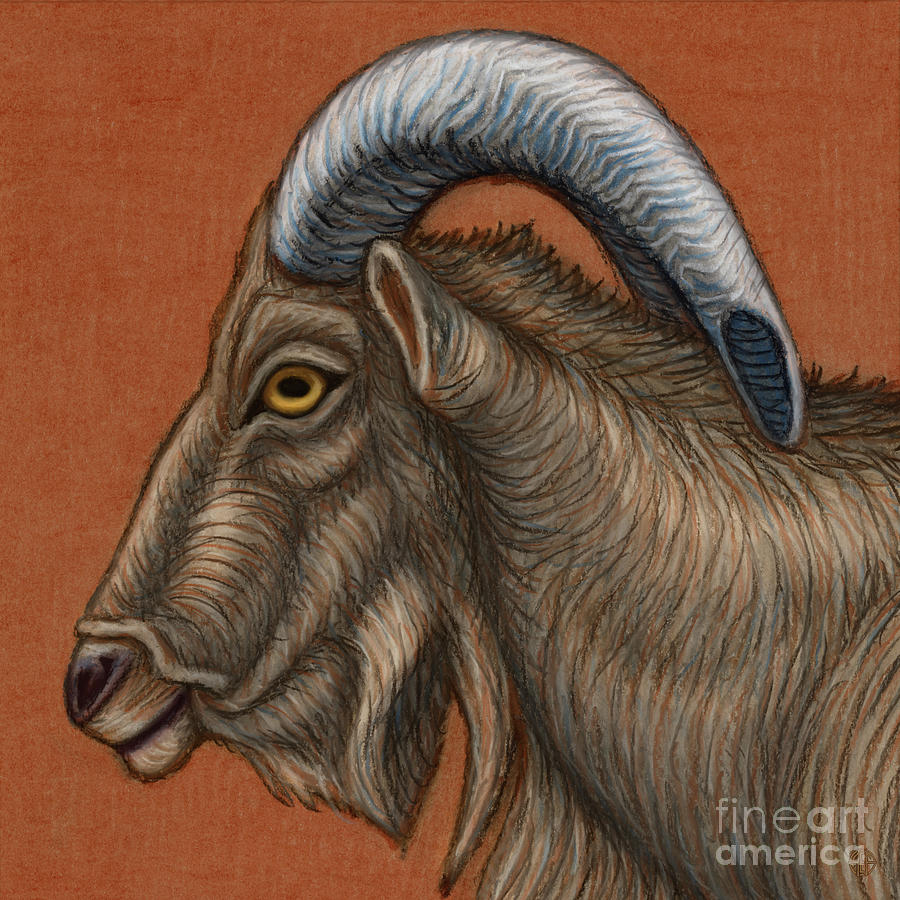 Barbary Ram  Painting by Amy E Fraser