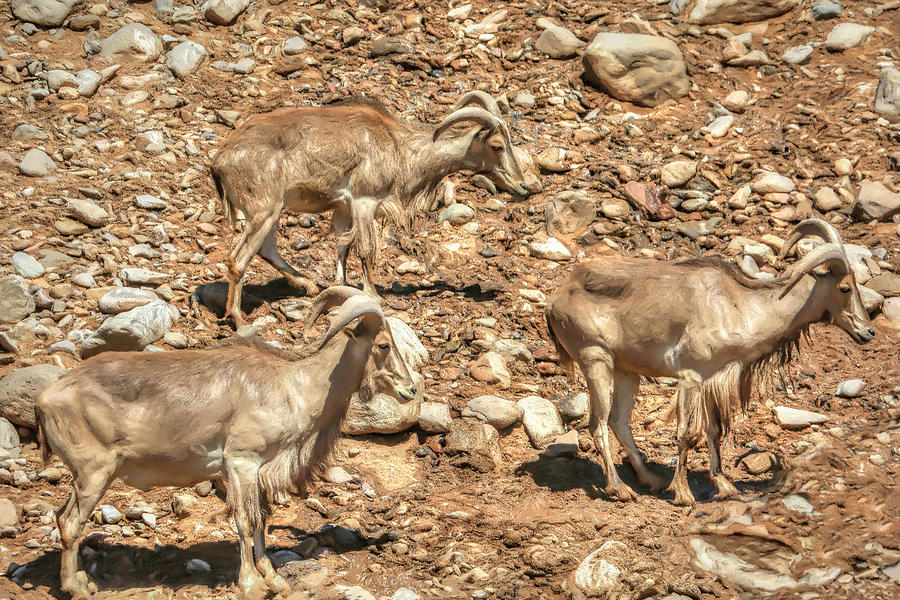 Barbary Sheep Photograph by Donna Kennedy